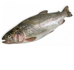 پرطلا ماهی سالمون(حداقل 1 ک سفارش)